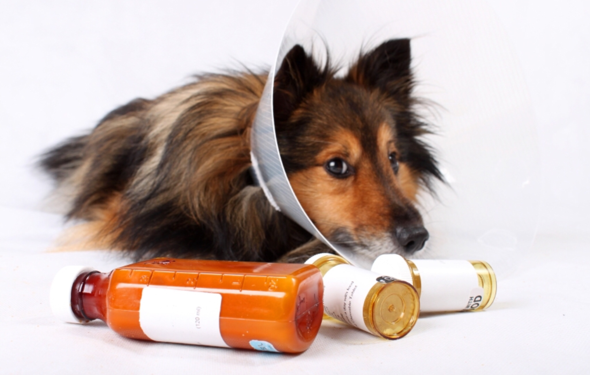 Stricter Guidelines for Veterinary Prescriptions to Prevent Pet Pain Medications from Being Used to Feed Opioid Addictions